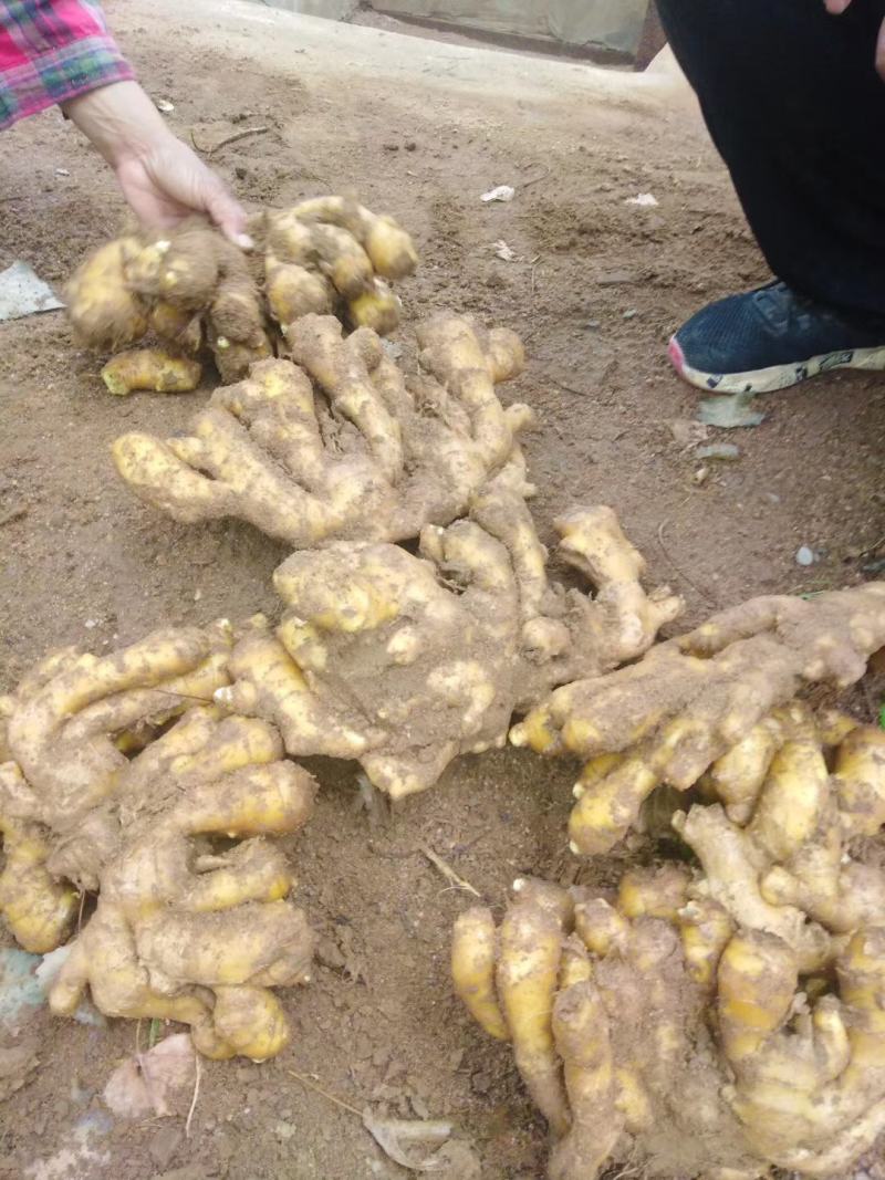 山东优质精品生姜带土可视频看货支持全国各地都发货