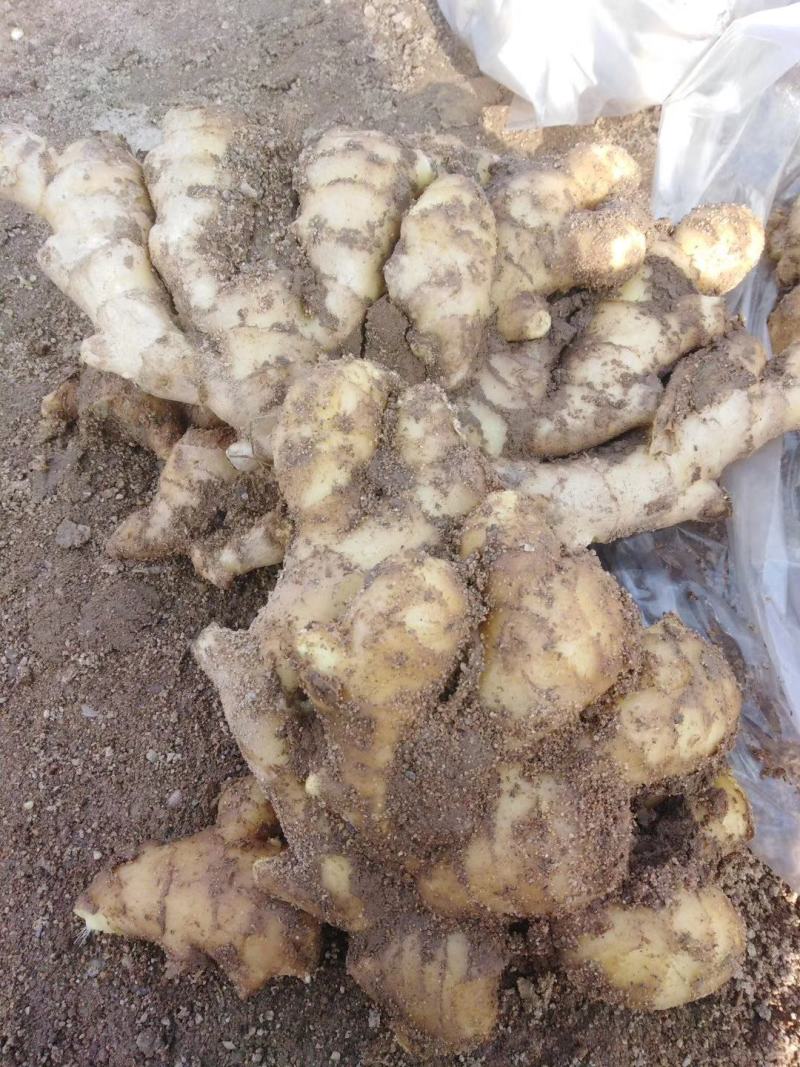山东优质精品生姜带土可视频看货支持全国各地都发货