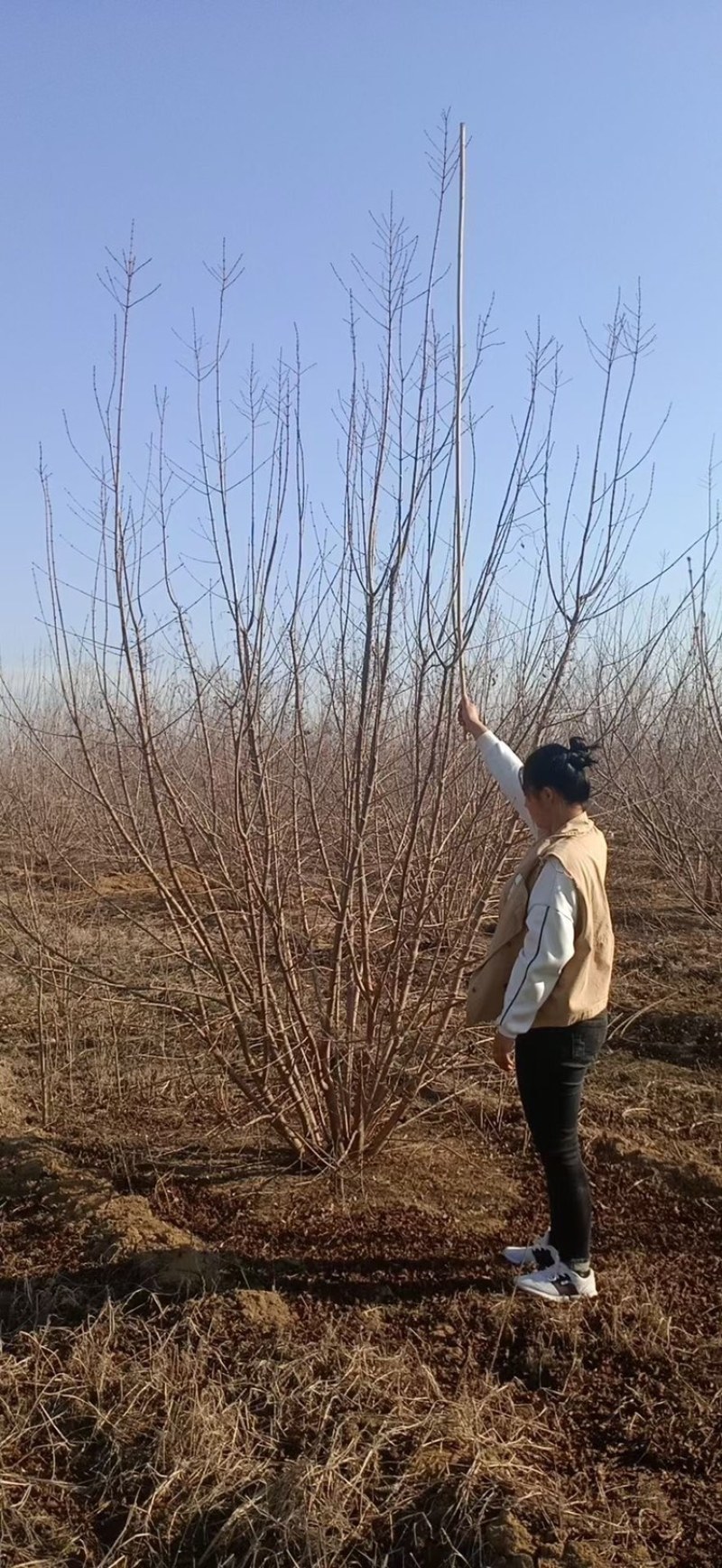 丛生茶条槭2-4米高5-8个分枝一级树型