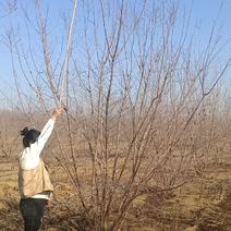 丛生茶条槭2-4米高5-8个分枝一级树型