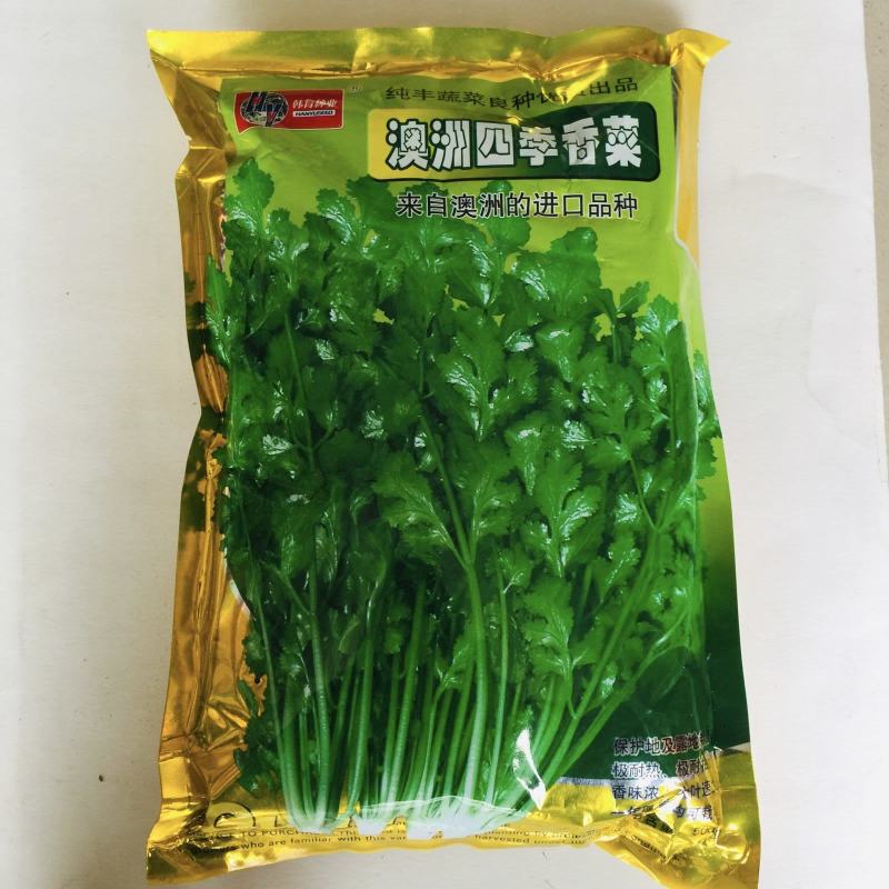 香菜种子三天出苗意大利香菜种子四季绿香进口夏季耐热品种