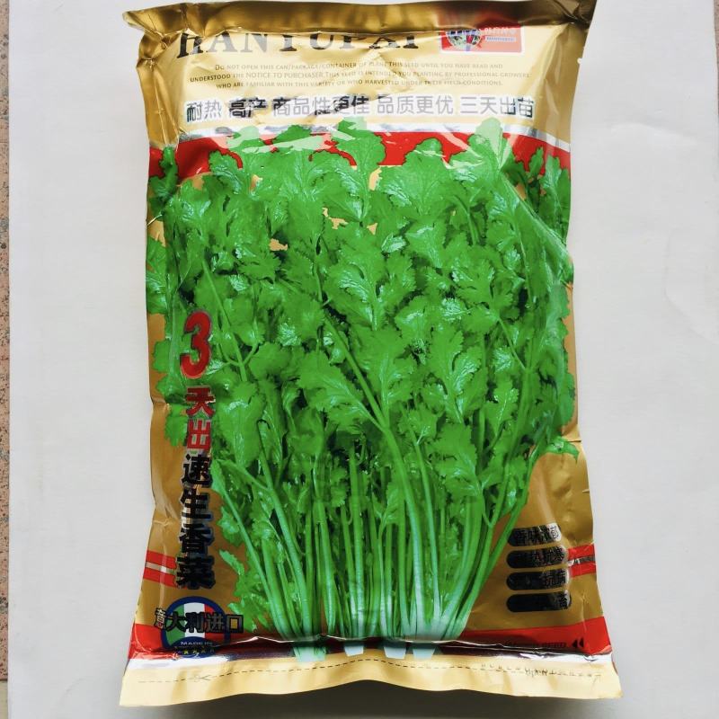 香菜种子三天出苗意大利香菜种子四季绿香进口夏季耐热品种