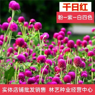 千日红种子易活四季开花盆栽千日紫花籽种孑室外花种籽子