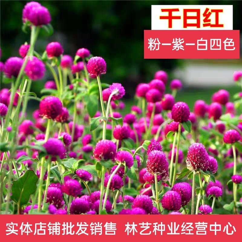 千日红种子易活四季开花盆栽千日紫花籽种孑室外花种籽子