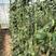 茂华绿长霸豆角种子，翠绿条，条长90厘米，无鼠尾不鼓籽