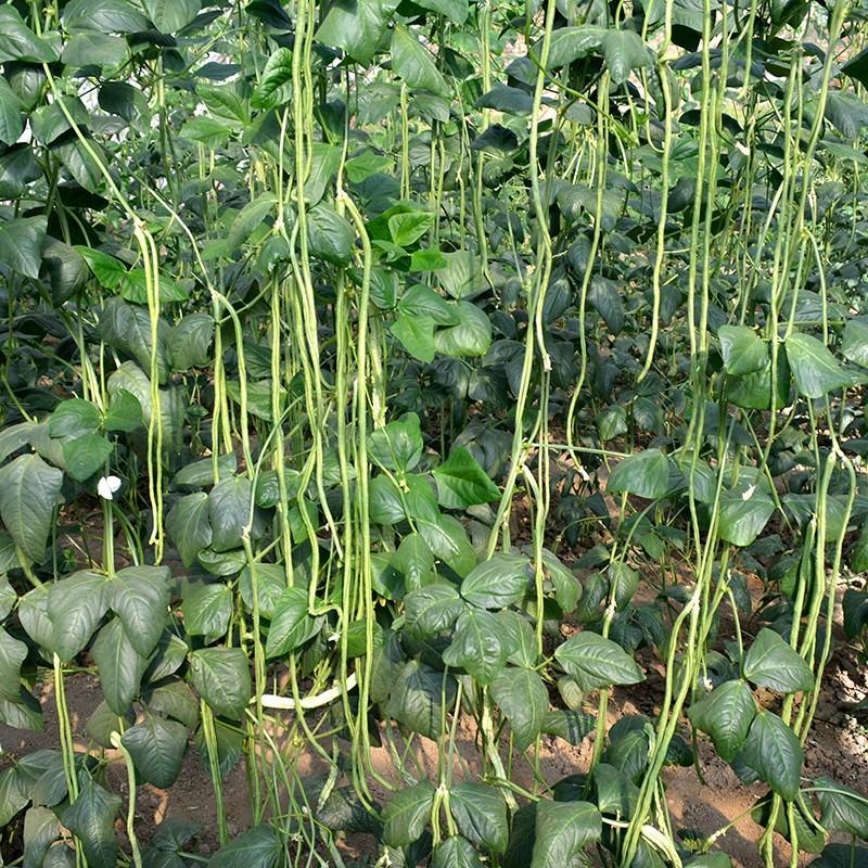 茂华绿长霸豆角种子，翠绿条，条长90厘米，无鼠尾不鼓籽