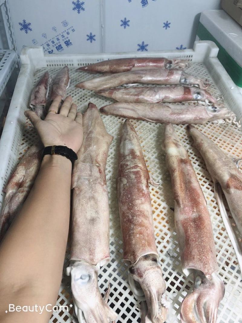 南海红鱿，适合饭堂，烧烤摊的必备产品，都是本地货