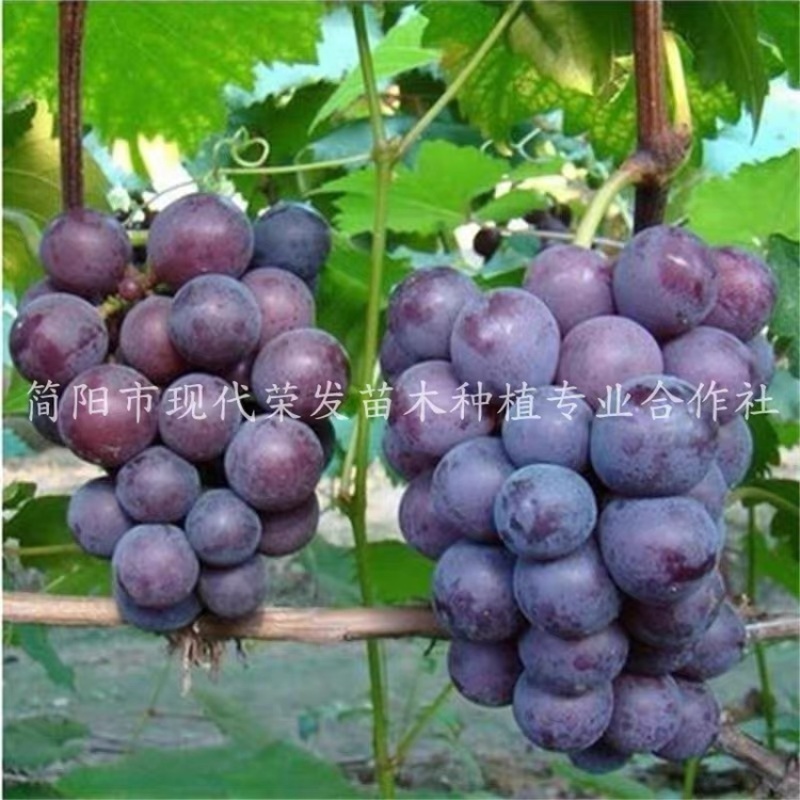 葡萄苗盆地栽蓝宝石巨峰夏黑爬藤果树苗南北方种植当年结果