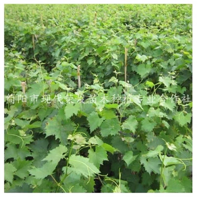 葡萄苗盆地栽蓝宝石巨峰夏黑爬藤果树苗南北方种植当年结果