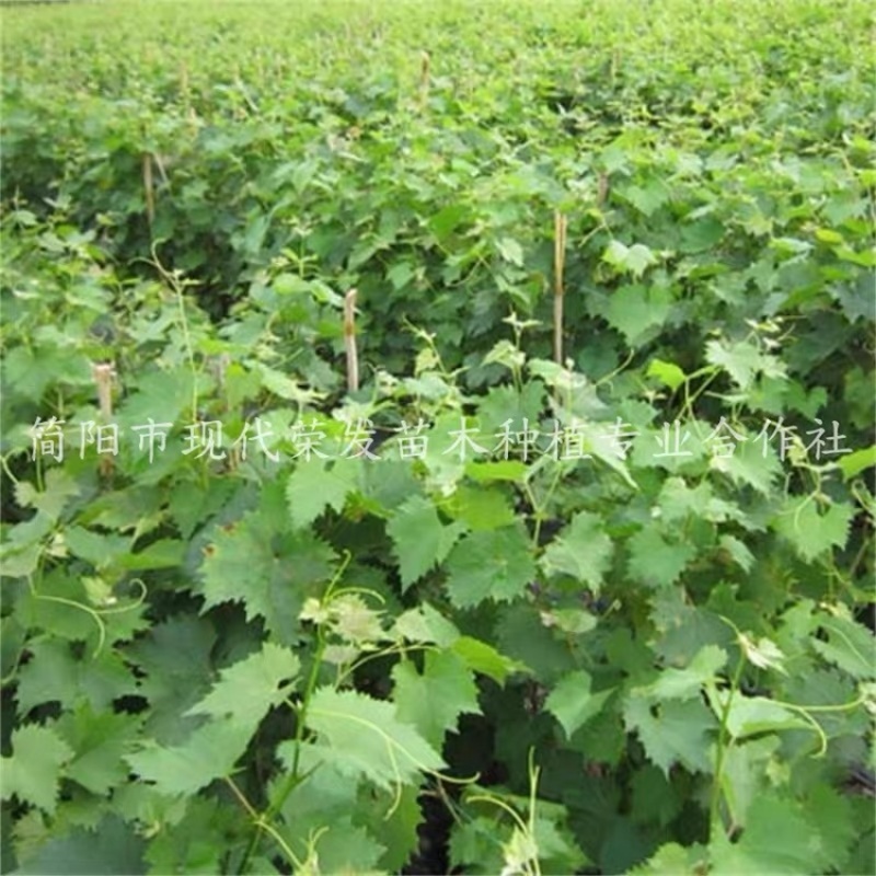 葡萄苗盆地栽蓝宝石巨峰夏黑爬藤果树苗南北方种植当年结果