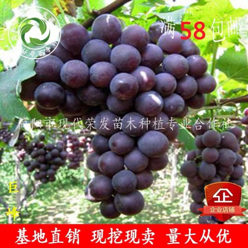 葡萄苗盆地栽蓝宝石巨峰夏黑爬藤果树苗南北方种植当年结果