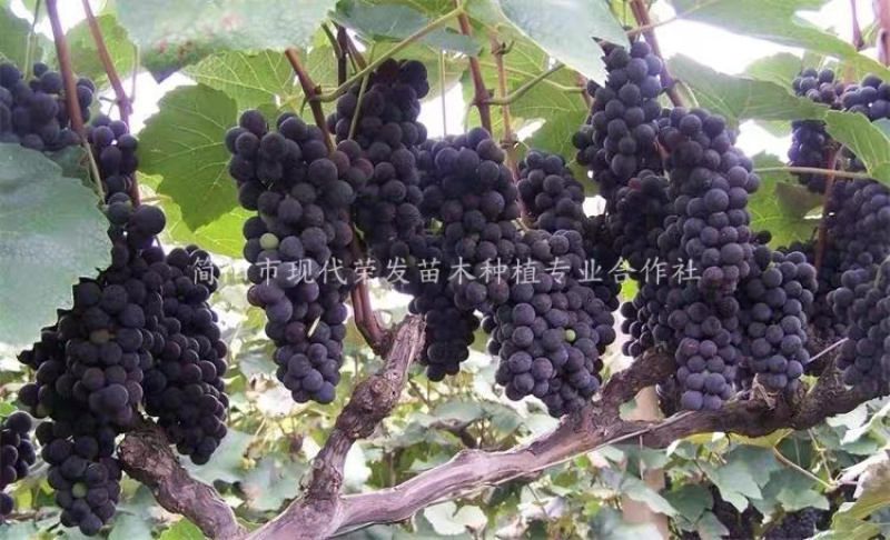 葡萄苗盆地栽蓝宝石巨峰夏黑爬藤果树苗南北方种植当年结果
