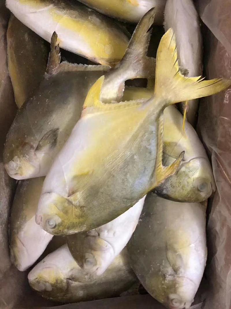 金鲳鱼，天然海捕的靓货