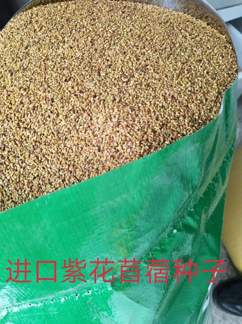 大量供应进口紫花苜蓿种子包芽率国内送货上门