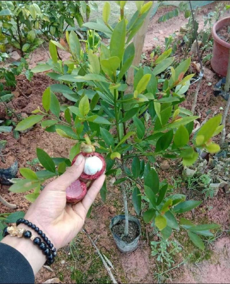 泰国无籽山竹果树苗红肉山竹苗南北方种植四季当年结果