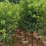 泰国无籽山竹果树苗红肉山竹苗南北方种植四季当年结果