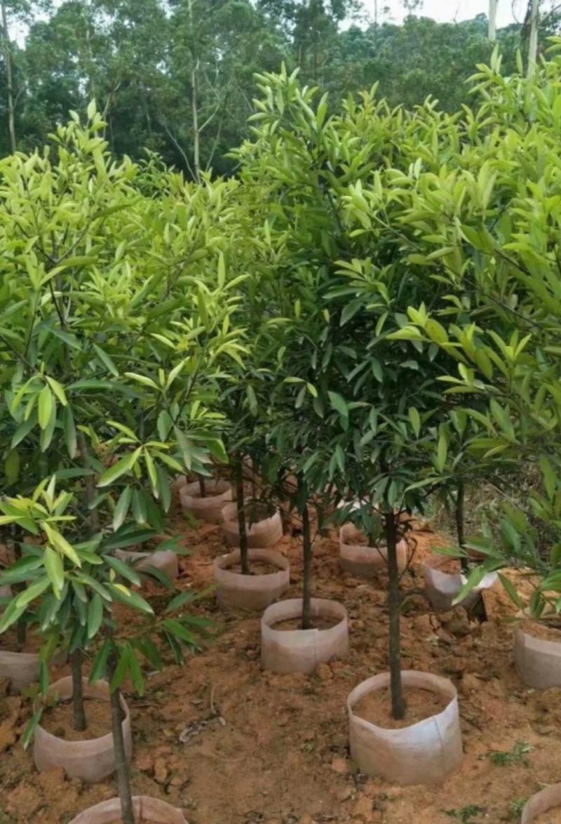 泰国无籽山竹果树苗红肉山竹苗南北方种植四季当年结果