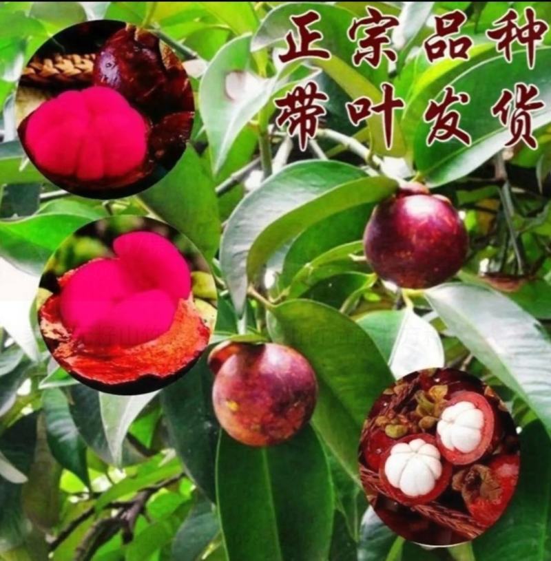 泰国无籽山竹果树苗红肉山竹苗南北方种植四季当年结果