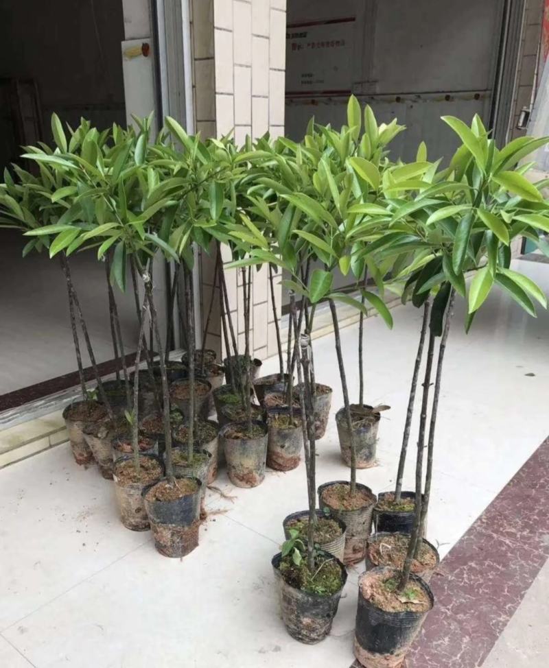 泰国无籽山竹果树苗红肉山竹苗南北方种植四季当年结果