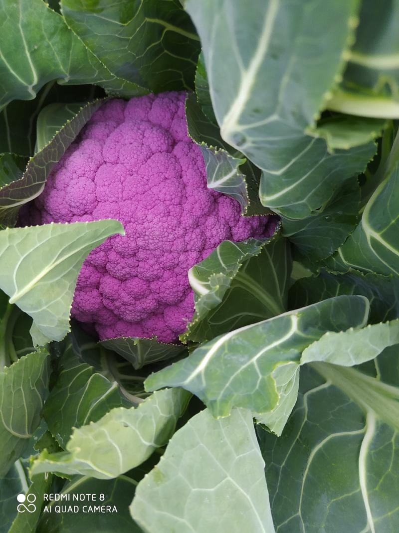 精品紫菜花，货源充足。
