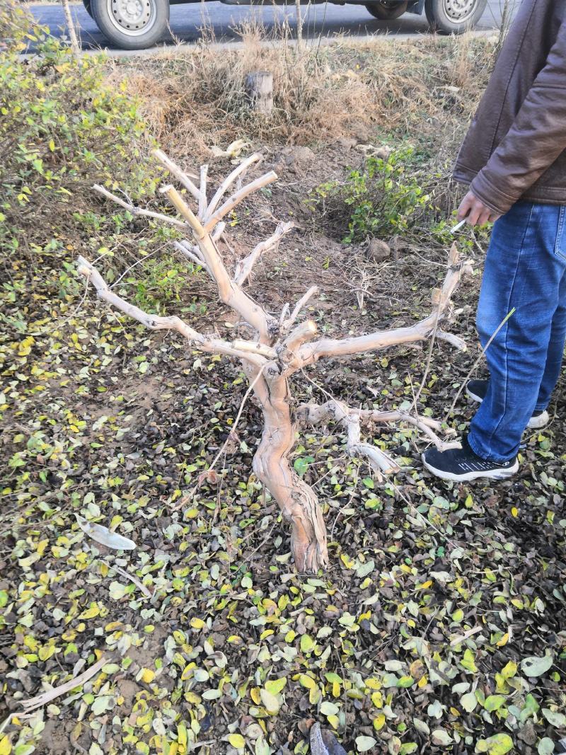 金银花老桩，金银花树河北产地树形金银花树