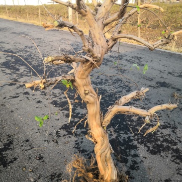 金银花老桩，金银花树河北产地树形金银花树