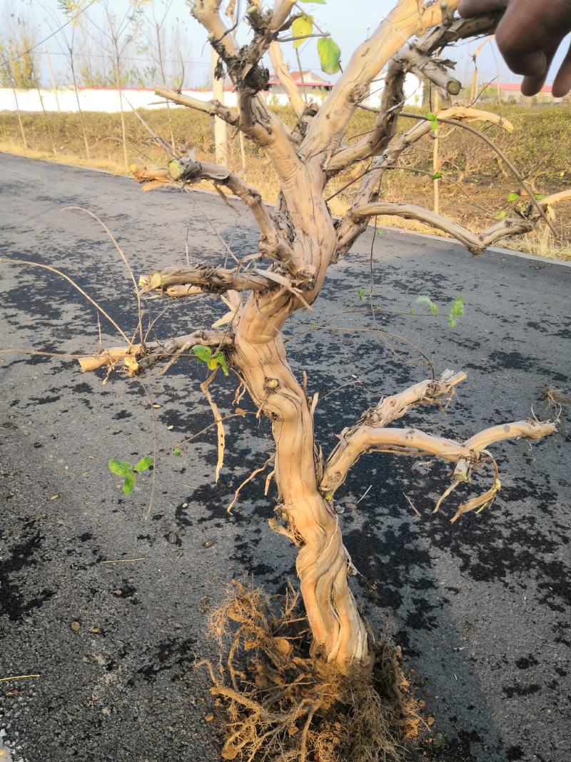 金银花老桩，金银花树河北产地树形金银花树