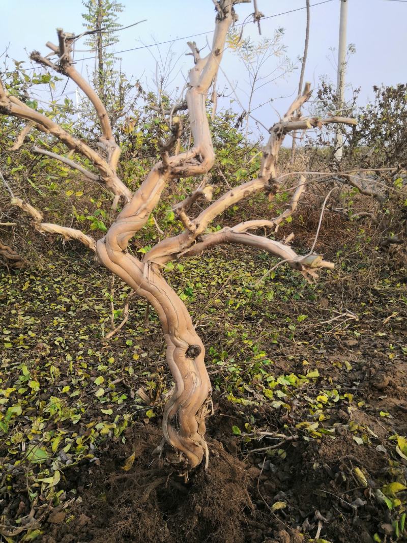 金银花老桩，金银花树河北产地树形金银花树