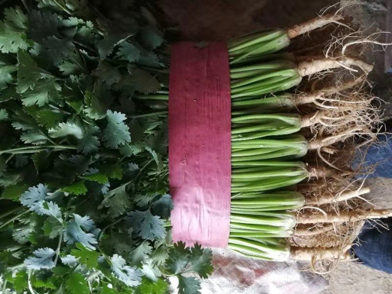 精品香菜铁杆青小叶中叶大量出售品质优良货源稳定