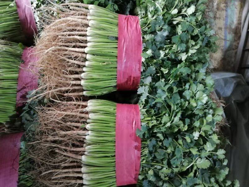 精品香菜铁杆青小叶中叶大量出售品质优良货源稳定