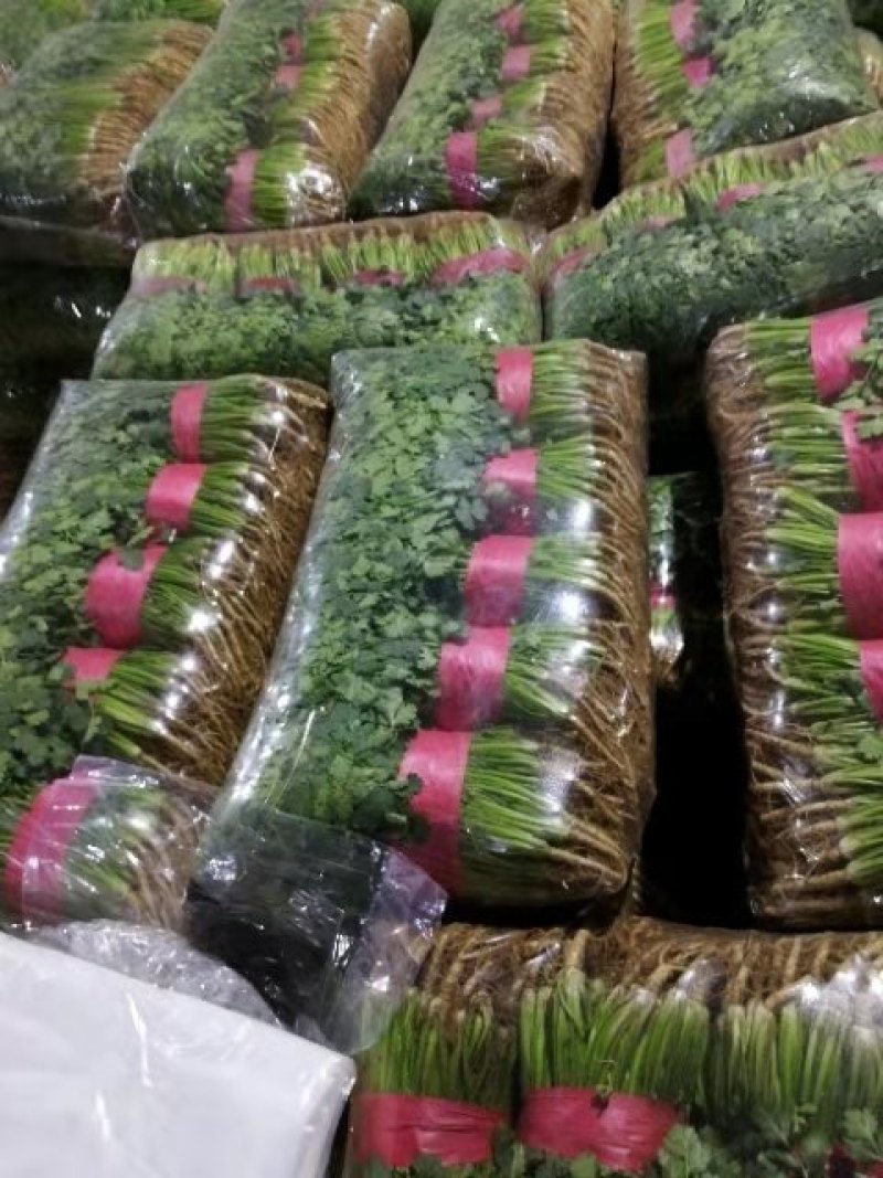 精品香菜铁杆青小叶中叶大量出售品质优良货源稳定