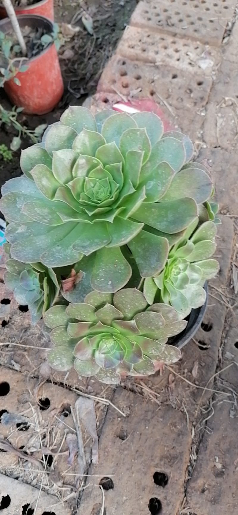 紫阳绒，万圣节，八尺镜，黑发师，墨发师，砍头苗，带根小苗