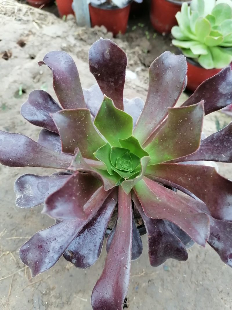 紫阳绒，万圣节，八尺镜，黑发师，墨发师，砍头苗，带根小苗