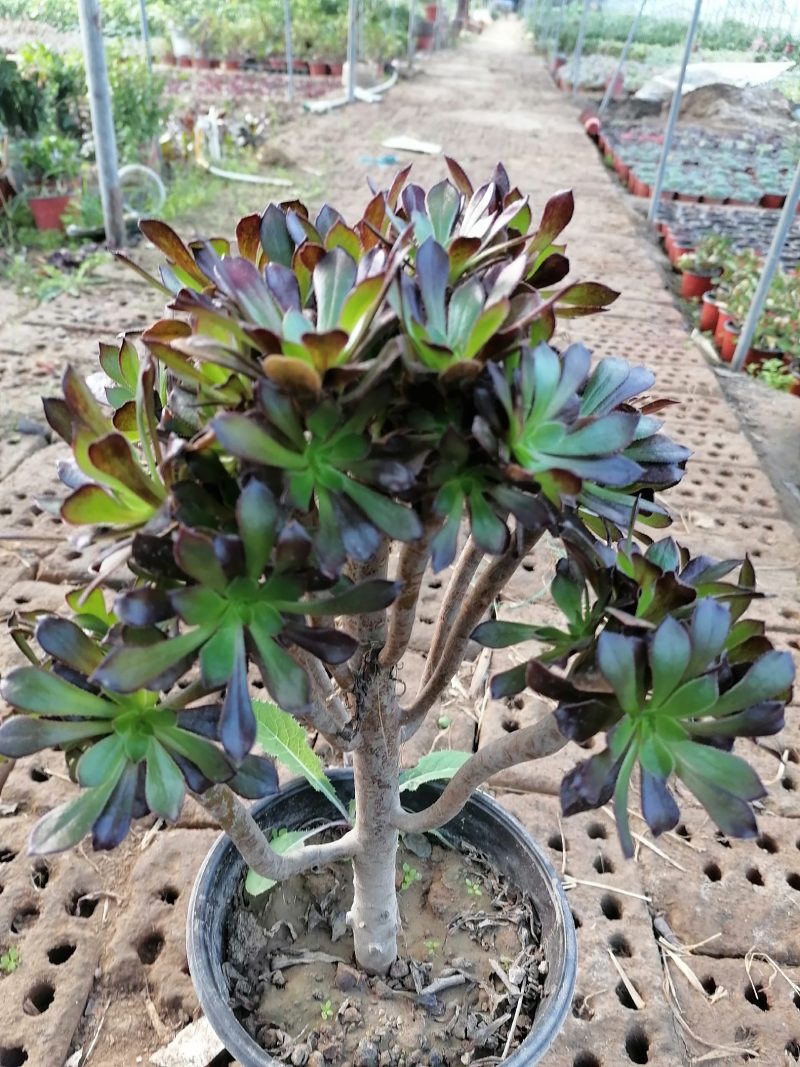 紫阳绒，万圣节，八尺镜，黑发师，墨发师，砍头苗，带根小苗