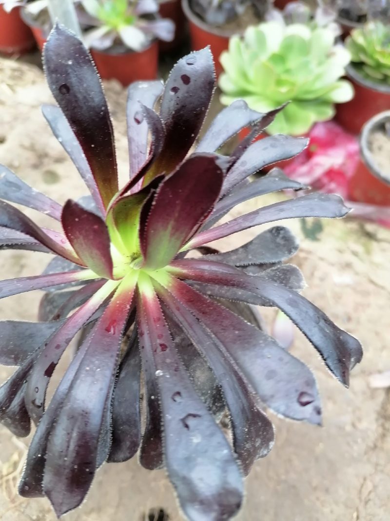 紫阳绒，万圣节，八尺镜，黑发师，墨发师，砍头苗，带根小苗