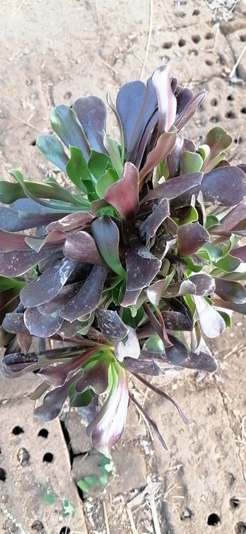 紫阳绒，万圣节，八尺镜，黑发师，墨发师，砍头苗，带根小苗