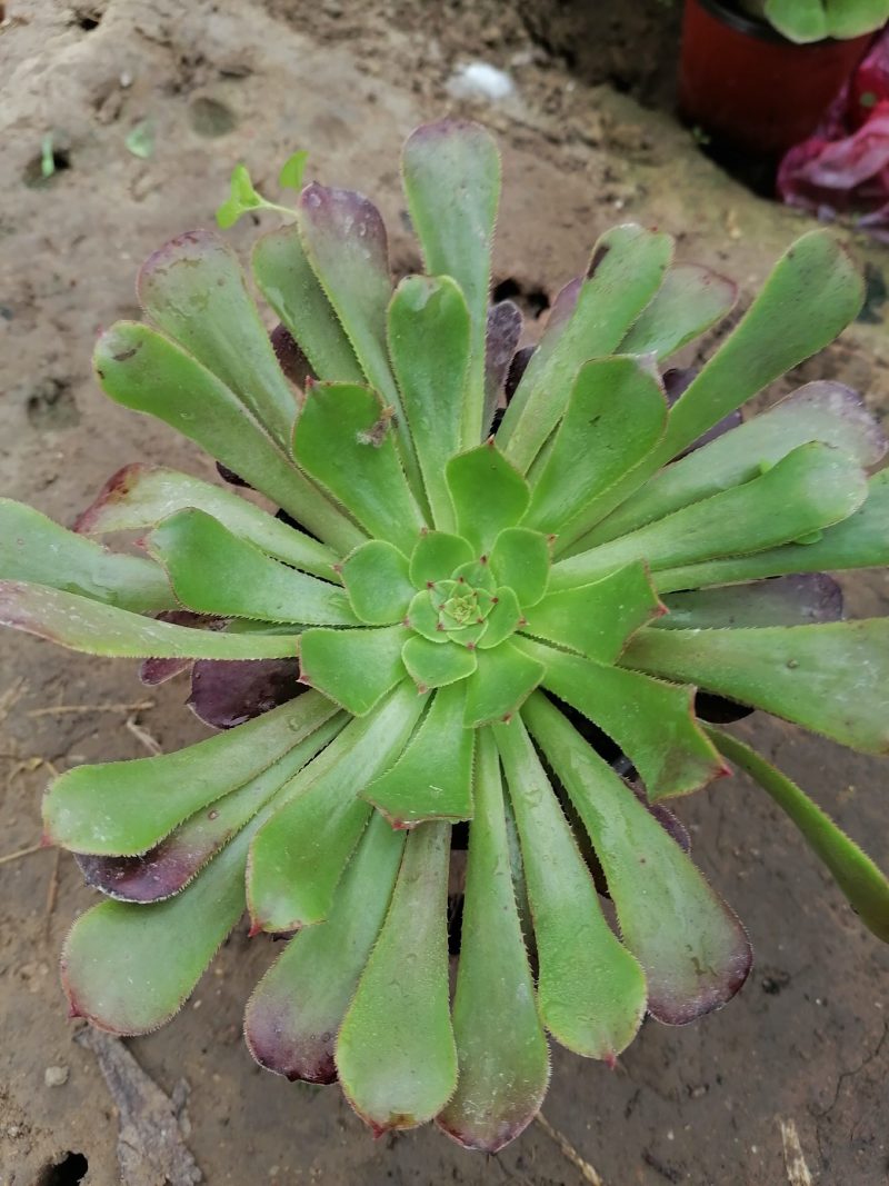 紫阳绒，万圣节，八尺镜，黑发师，墨发师，砍头苗，带根小苗