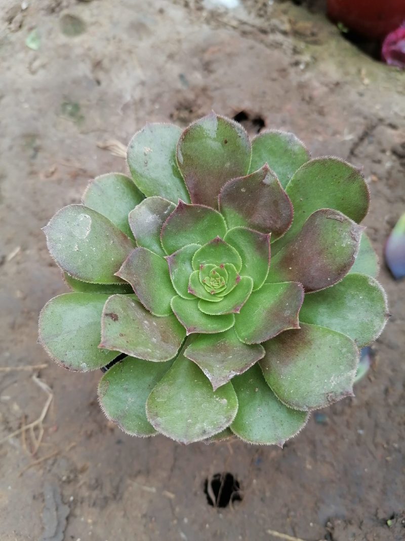 紫阳绒，万圣节，八尺镜，黑发师，墨发师，砍头苗，带根小苗