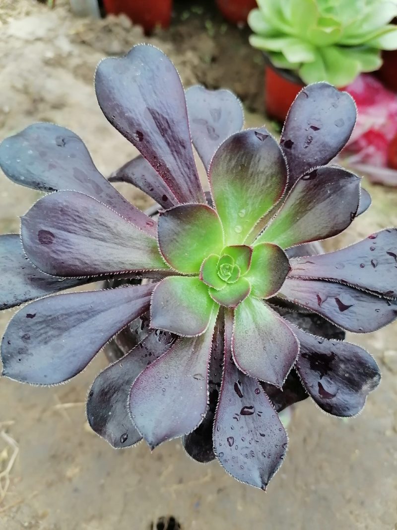 紫阳绒，万圣节，八尺镜，黑发师，墨发师，砍头苗，带根小苗