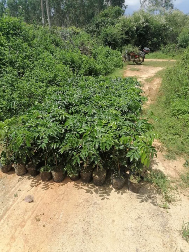 廉江风梢贵妃黄皮果苗，嫁接枝条，大量现货出售中