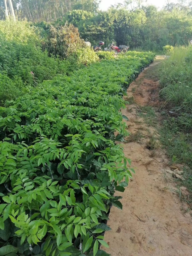 廉江风梢贵妃黄皮果苗，嫁接枝条，大量现货出售中