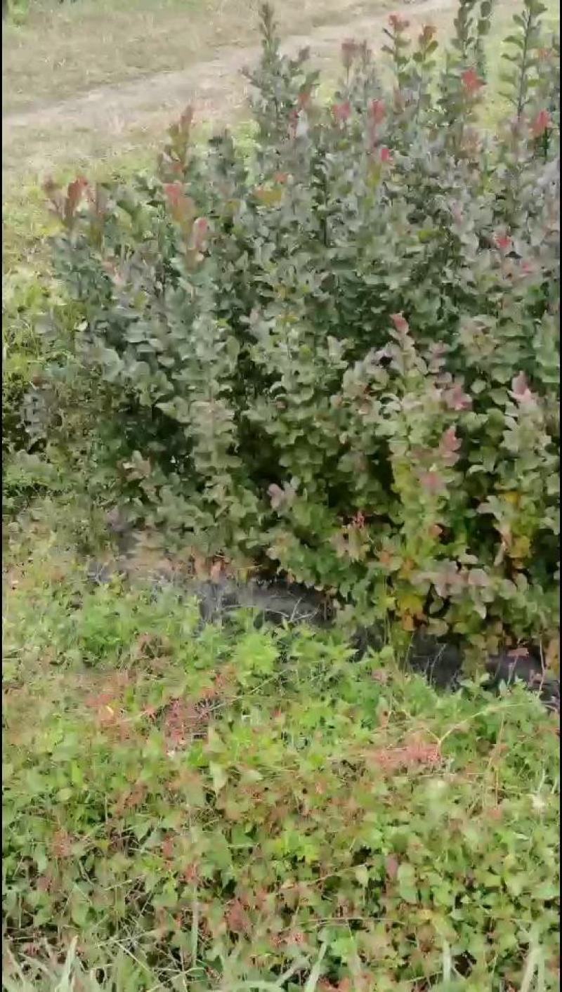紫薇树，1到15公分，规格齐全！大量低价出售！！！！