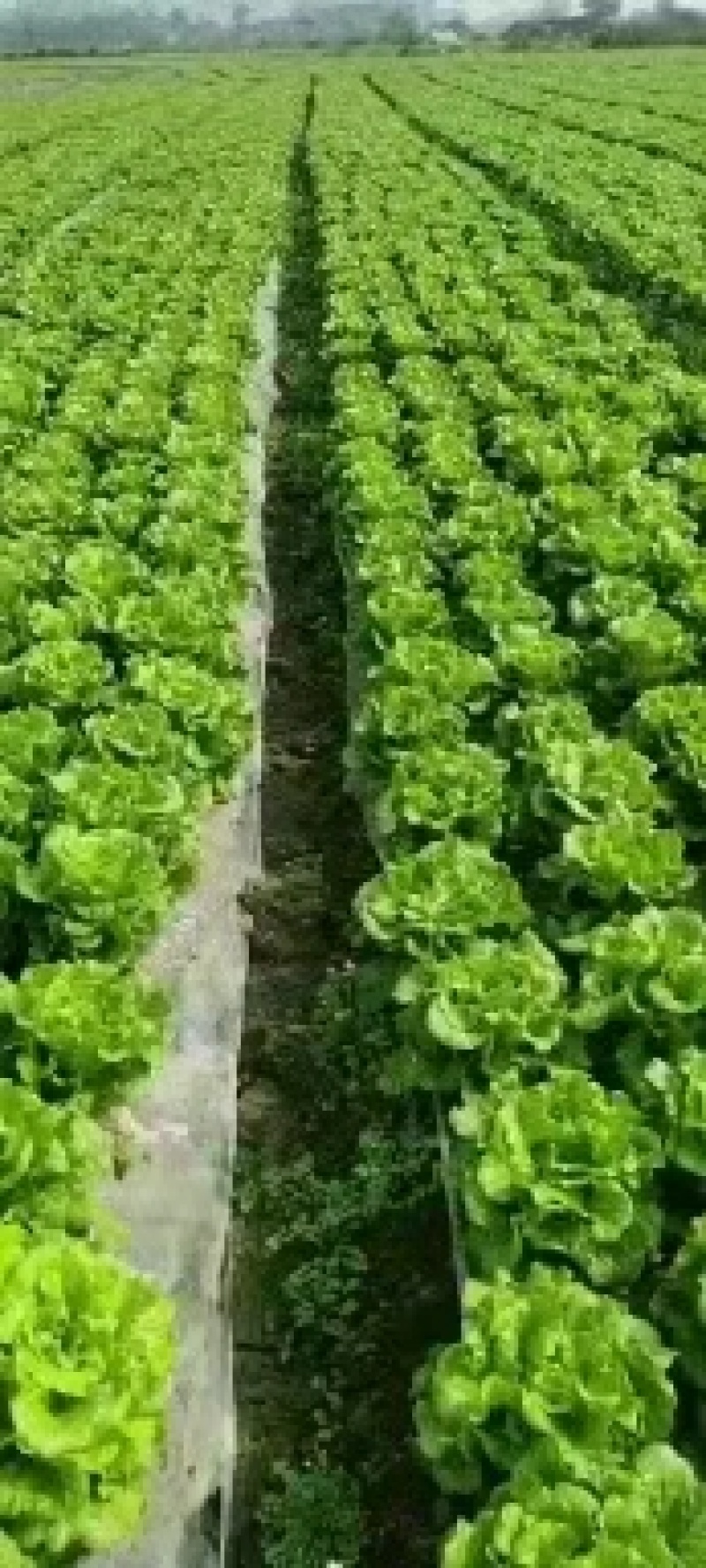生菜，意大利，卷芯菜，叶菜，个头均匀，颜色漂亮