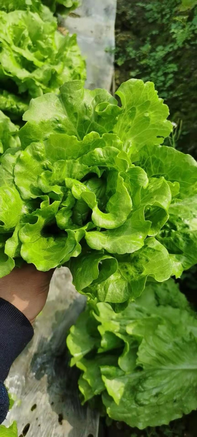 生菜，意大利，卷芯菜，叶菜，个头均匀，颜色漂亮