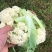有机花，松花，中米粒，花菜，无根，无虫，无斑点
