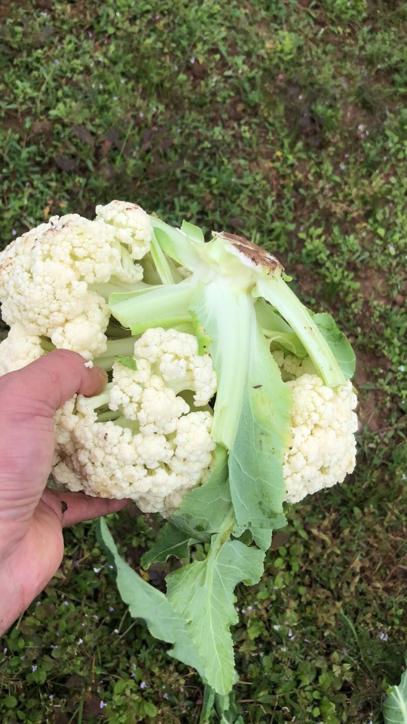 有机花，松花，中米粒，花菜，无根，无虫，无斑点