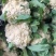 有机花，松花，中米粒，花菜，无根，无虫，无斑点