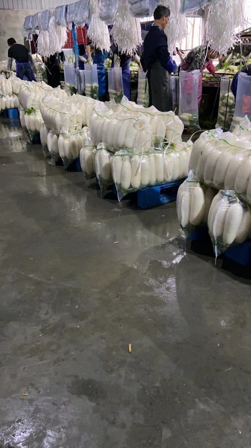 精品白萝卜无黑圈无虫眼无夹心长度23-25