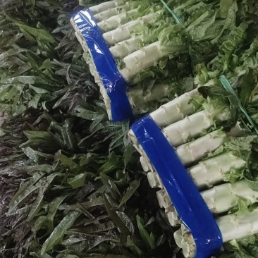 红叶香莴苣大量上市欢迎骚扰