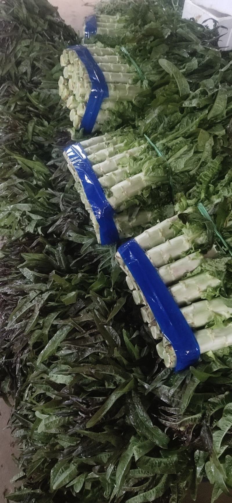 红叶香莴苣大量上市欢迎骚扰